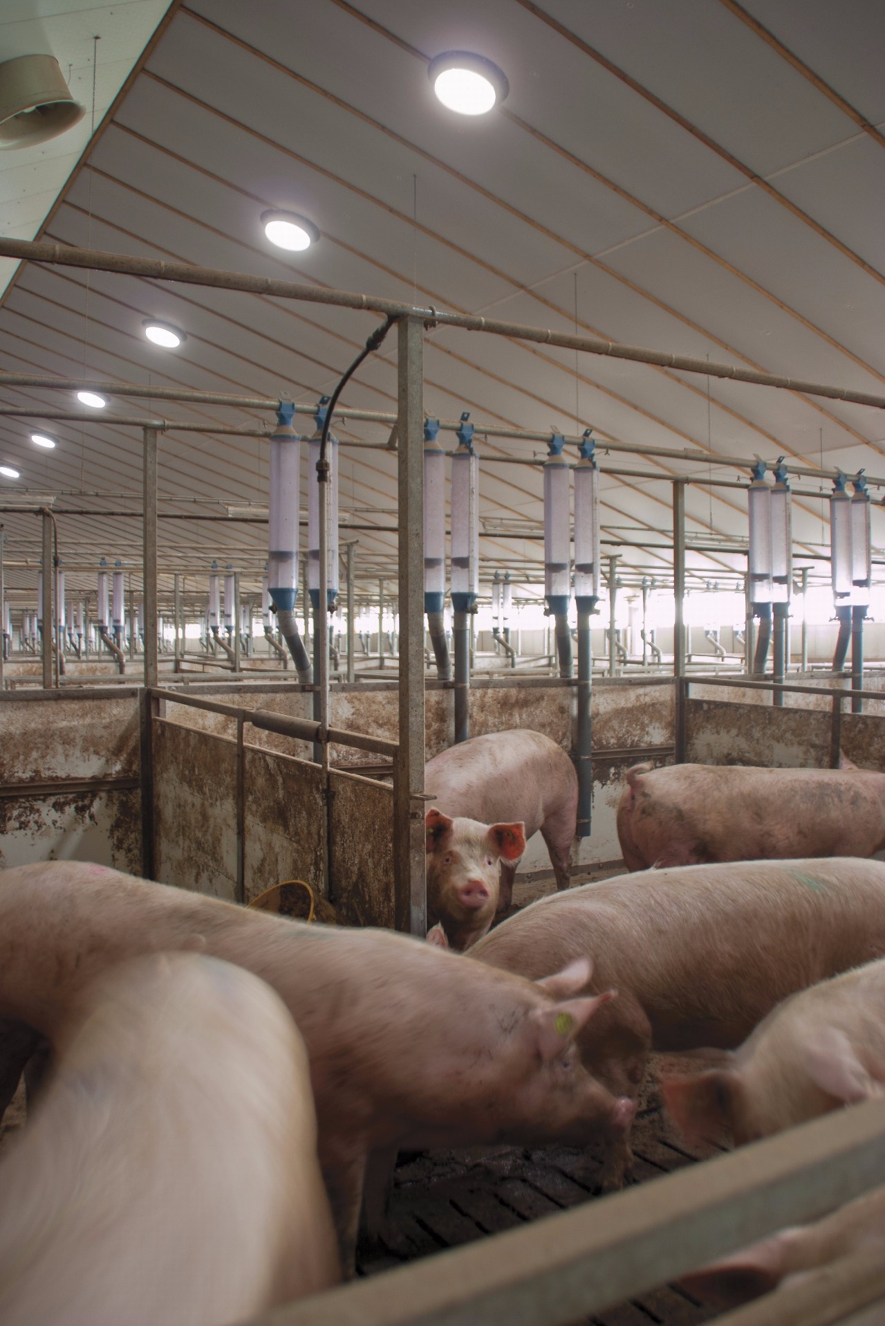 More pigs enjoy beautiful natural daylight from the ceiling