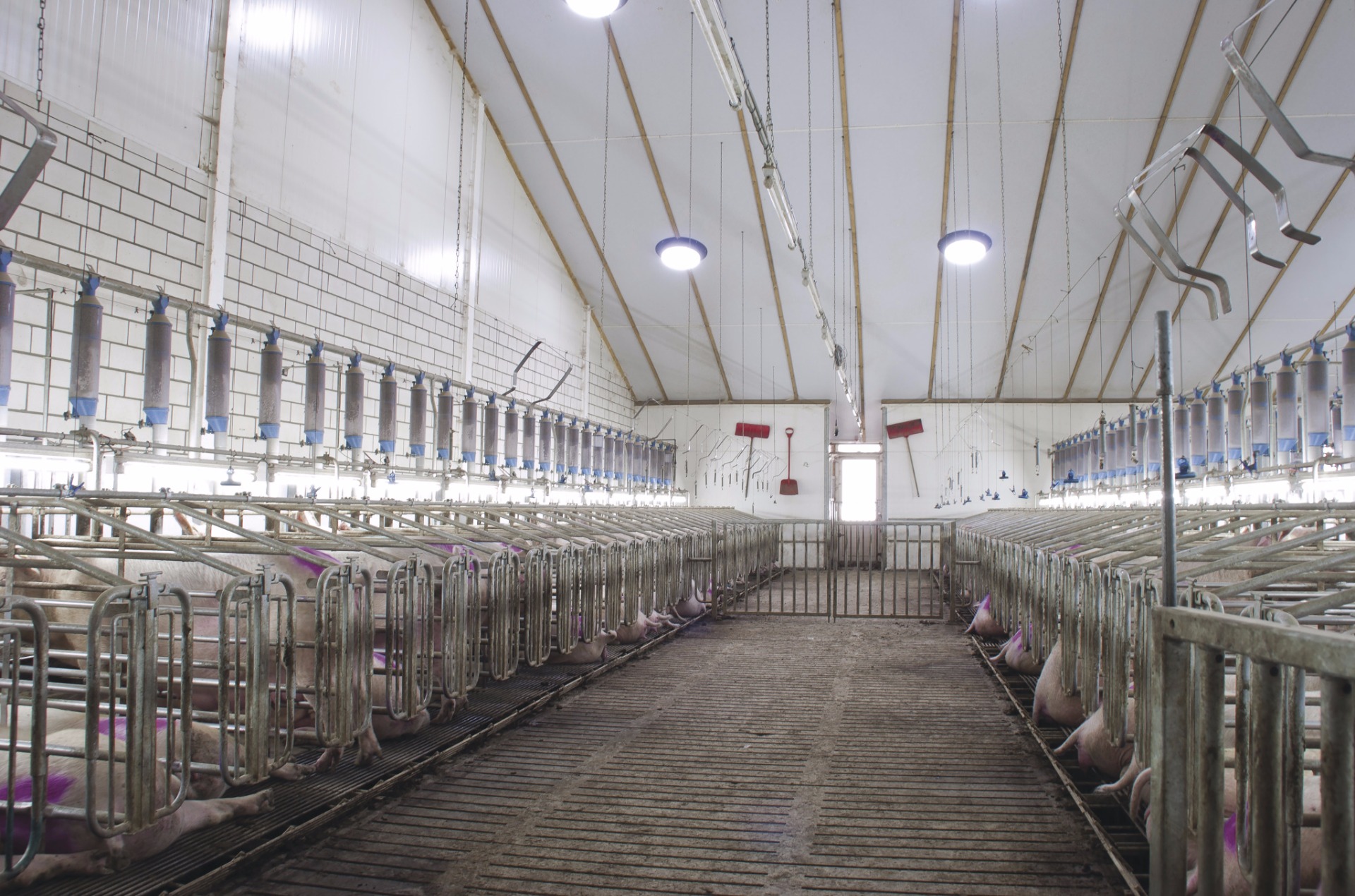 Pig Stable in Leunen The Netherlands with installed daylighting systems in the roof